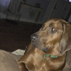 Meet your Posher, Gracie